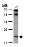 Interleukin 22 antibody, GTX109659, GeneTex, Western Blot image 