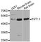 Synaptotagmin 11 antibody, STJ110497, St John