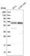 Enhancer Of MRNA Decapping 3 antibody, NBP2-30473, Novus Biologicals, Western Blot image 