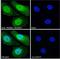 PR/SET Domain 1 antibody, LS-C112748, Lifespan Biosciences, Immunofluorescence image 