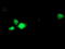 RNA Binding Motif Protein 46 antibody, TA504623, Origene, Immunofluorescence image 