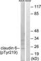 Claudin 6 antibody, TA314852, Origene, Western Blot image 
