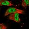 CASK antibody, HPA023857, Atlas Antibodies, Immunofluorescence image 