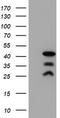PDZ and LIM domain protein 2 antibody, LS-C172908, Lifespan Biosciences, Western Blot image 