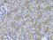 Gamma-Glutamyltransferase 1 antibody, 18-088, ProSci, Immunohistochemistry frozen image 