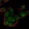 RGN antibody, HPA029102, Atlas Antibodies, Immunocytochemistry image 
