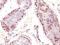 Pig IgM antibody, orb388280, Biorbyt, Immunohistochemistry paraffin image 