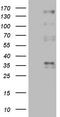Protein C Receptor antibody, TA805526, Origene, Western Blot image 