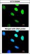 BRISC And BRCA1 A Complex Member 2 antibody, LS-B4837, Lifespan Biosciences, Immunofluorescence image 