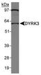 Regulatory erythroid kinase antibody, TA336574, Origene, Western Blot image 