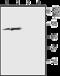 Solute Carrier Family 17 Member 7 antibody, GTX54870, GeneTex, Western Blot image 