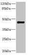 STE20-related kinase adapter protein alpha antibody, LS-C676553, Lifespan Biosciences, Western Blot image 