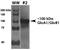 Glutamate Ionotropic Receptor AMPA Type Subunit 1 antibody, orb99109, Biorbyt, Western Blot image 