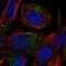 Transmembrane Protein 8B antibody, HPA062701, Atlas Antibodies, Immunocytochemistry image 