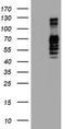 Golgi Membrane Protein 1 antibody, TA504165, Origene, Western Blot image 