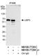 Ubiquitin carboxyl-terminal hydrolase 3 antibody, NB100-77283, Novus Biologicals, Western Blot image 