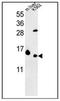 Ribosomal Protein L37 antibody, AP53719PU-N, Origene, Western Blot image 