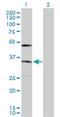 ER lumen protein retaining receptor 2 antibody, H00011014-D01P, Novus Biologicals, Western Blot image 