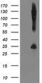 Synaptosome Associated Protein 25 antibody, TA502967, Origene, Western Blot image 