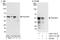 Polymerase delta-interacting protein 3 antibody, A303-711A, Bethyl Labs, Immunoprecipitation image 