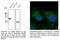 Caveolin 2 antibody, AB0094-200, SICGEN, Western Blot image 
