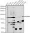 PDZ Domain Containing Ring Finger 4 antibody, 16-442, ProSci, Western Blot image 