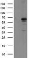 Sentrin-specific protease 2 antibody, TA800129, Origene, Western Blot image 