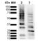 Ubiquitin B antibody, SMC-548D-A390, StressMarq, Western Blot image 
