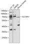 NaPi-2a antibody, GTX64769, GeneTex, Western Blot image 