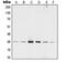 14-3-3 zeta antibody, MBS820927, MyBioSource, Western Blot image 