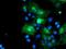 FXYD Domain Containing Ion Transport Regulator 3 antibody, MA5-25964, Invitrogen Antibodies, Immunocytochemistry image 
