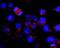 Kinesin Family Member 5B antibody, NB500-531, Novus Biologicals, Immunocytochemistry image 