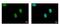 Fanconi anemia group J protein antibody, GTX100072, GeneTex, Immunofluorescence image 