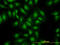 S100 Calcium Binding Protein A13 antibody, LS-C198145, Lifespan Biosciences, Immunofluorescence image 