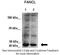 FA Complementation Group L antibody, ARP56321_P050, Aviva Systems Biology, Western Blot image 