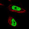 Heterogeneous Nuclear Ribonucleoprotein C (C1/C2) antibody, AMAb91010, Atlas Antibodies, Immunofluorescence image 