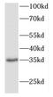 F-Box Protein 6 antibody, FNab03048, FineTest, Western Blot image 