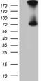 Long-chain-fatty-acid--CoA ligase 5 antibody, CF811873, Origene, Western Blot image 