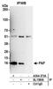 PCNA Clamp Associated Factor antibody, A304-373A, Bethyl Labs, Immunoprecipitation image 