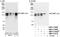 CCAAT Enhancer Binding Protein Zeta antibody, NBP1-71910, Novus Biologicals, Western Blot image 