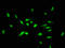 Inhibitor Of DNA Binding 3, HLH Protein antibody, orb400536, Biorbyt, Immunofluorescence image 