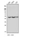Calcium-binding and coiled-coil domain-containing protein 2 antibody, A05876-1, Boster Biological Technology, Western Blot image 