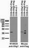 Oligodendrocyte Transcription Factor 1 antibody, 75-180, Antibodies Incorporated, Western Blot image 