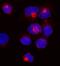 Unc-13 Homolog D antibody, MAB8966, R&D Systems, Immunofluorescence image 