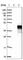 Cell Division Cycle 37 Like 1 antibody, HPA021175, Atlas Antibodies, Western Blot image 