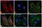 Rabbit IgG antibody, 35560, Invitrogen Antibodies, Immunofluorescence image 