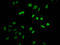 H13 antibody, LS-C670389, Lifespan Biosciences, Immunofluorescence image 