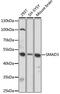 SMAD Family Member 3 antibody, 16-796, ProSci, Western Blot image 