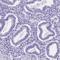 4-Aminobutyrate Aminotransferase antibody, HPA041528, Atlas Antibodies, Immunohistochemistry paraffin image 