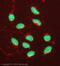 Histone Cluster 4 H4 antibody, ab31830, Abcam, Immunofluorescence image 